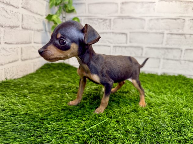 岡山県のミニチュアピンシャー (アミーゴ妹尾店/2025年11月15日生まれ/男の子/ブラックタン)の子犬の3枚目の画像