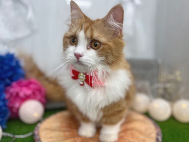 香川県のマンチカン (ワンキャラット アミーゴ高松店/2025年3月13日生まれ/女の子/レッドタビーホワイト)の子猫の2枚目の画像