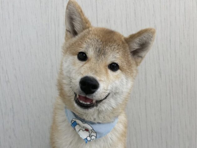 香川県の豆柴 (ワンキャラット アミーゴ高松店/2025年8月23日生まれ/男の子/赤)の子犬の1枚目の画像