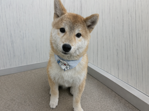 香川県の豆柴 (ワンキャラット アミーゴ高松店/2025年8月23日生まれ/男の子/赤)の子犬の2枚目の画像