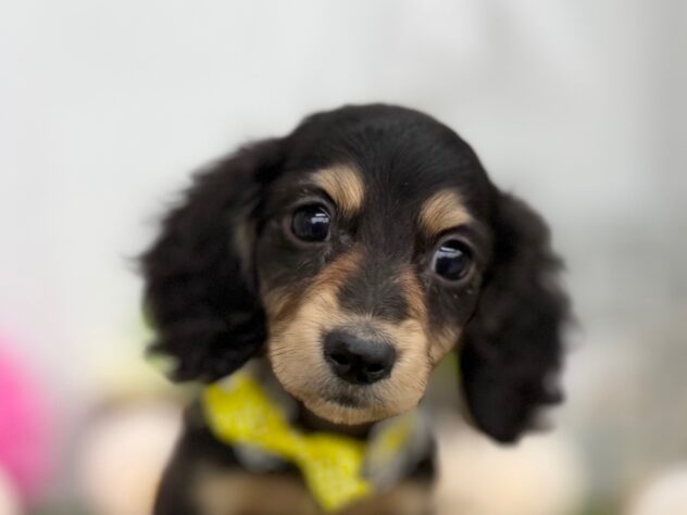 香川県のミニチュアダックスフンド(ロング) (ワンキャラット アミーゴ高松店/2025年11月5日生まれ/女の子/ブラックタン)の子犬