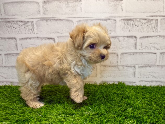 岡山県のハーフ犬・ミックス犬 (アミーゴ妹尾店/2025年11月19日生まれ/男の子/アプリコット)の子犬の3枚目の画像