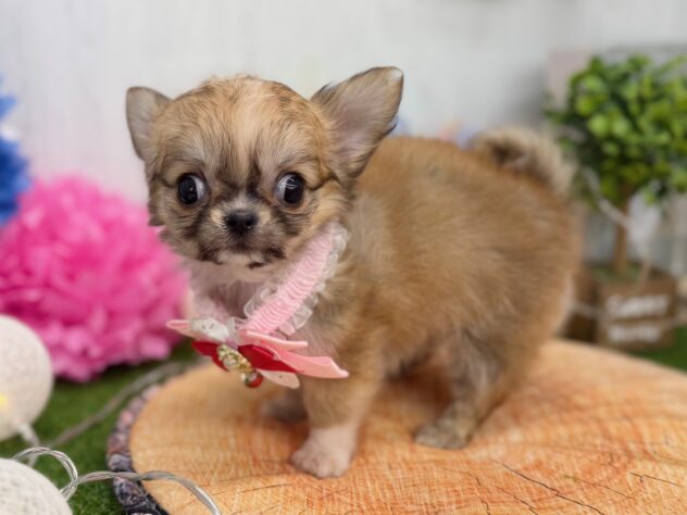 香川県のチワワ(ロング) (ワンキャラット アミーゴ高松店/2025年11月9日生まれ/女の子/レッドホワイト)の子犬の2枚目の画像