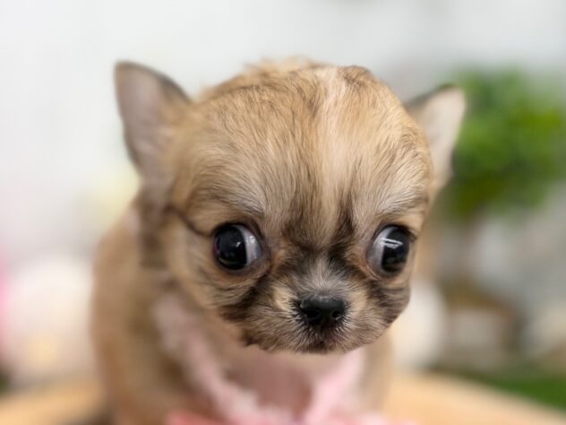 香川県のチワワ(ロング) (ワンキャラット アミーゴ高松店/2025年11月9日生まれ/女の子/レッドホワイト)の子犬の1枚目の画像