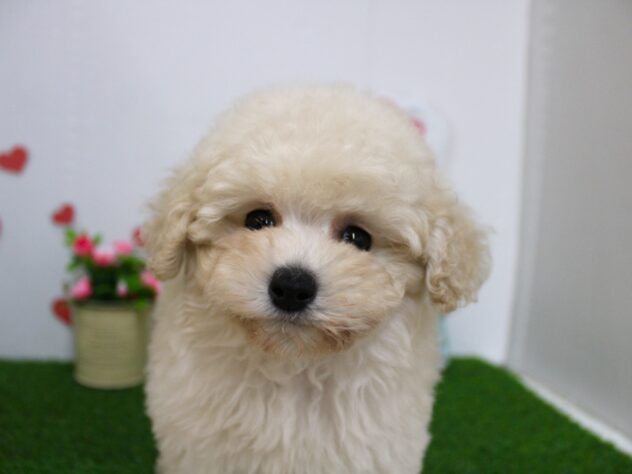 兵庫県のトイプードル(トイ) (ペット・プラザ アミーゴ尼崎昭和通店/2025年11月16日生まれ/男の子/ホワイト)の子犬の2枚目の画像