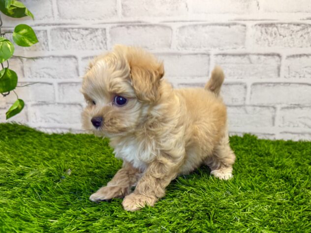 岡山県のハーフ犬・ミックス犬 (アミーゴ妹尾店/2025年11月19日生まれ/男の子/アプリコット)の子犬の2枚目の画像