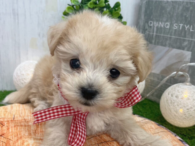 香川県のハーフ犬・ミックス犬 (ワンキャラット アミーゴ高松店/2025年11月8日生まれ/女の子/クリーム)の子犬の1枚目の画像