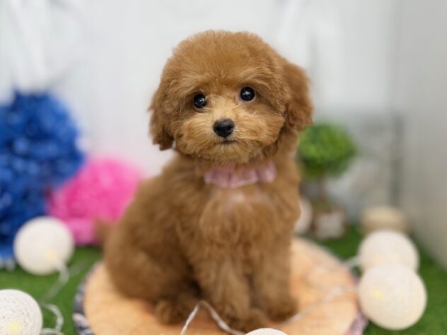 香川県のトイプードル(トイ) (ワンキャラット アミーゴ高松店/2025年10月12日生まれ/女の子/オレンジフォーン)の子犬の2枚目の画像