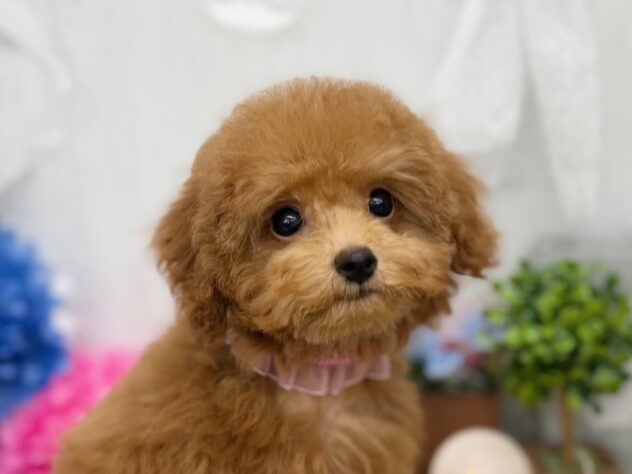 香川県のトイプードル(トイ) (ワンキャラット アミーゴ高松店/2025年10月12日生まれ/女の子/オレンジフォーン)の子犬の1枚目の画像