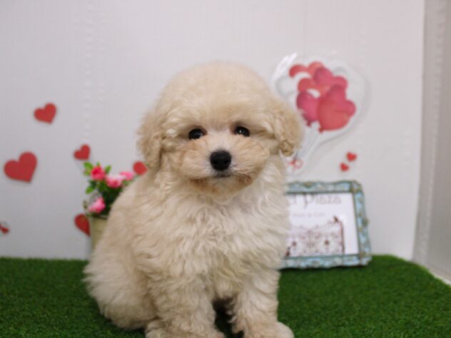 兵庫県のトイプードル(トイ) (ペット・プラザ アミーゴ尼崎昭和通店/2025年11月16日生まれ/男の子/ホワイト)の子犬の1枚目の画像
