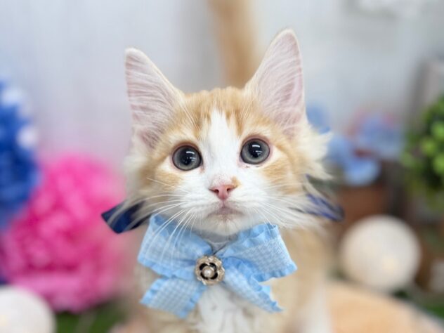 香川県のミヌエット (ワンキャラット アミーゴ高松店/2025年10月19日生まれ/男の子/レッドタビーホワイト)の子猫の1枚目の画像