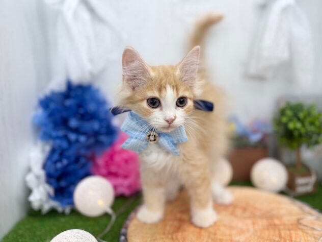 香川県のミヌエット (ワンキャラット アミーゴ高松店/2025年10月19日生まれ/男の子/レッドタビーホワイト)の子猫の3枚目の画像