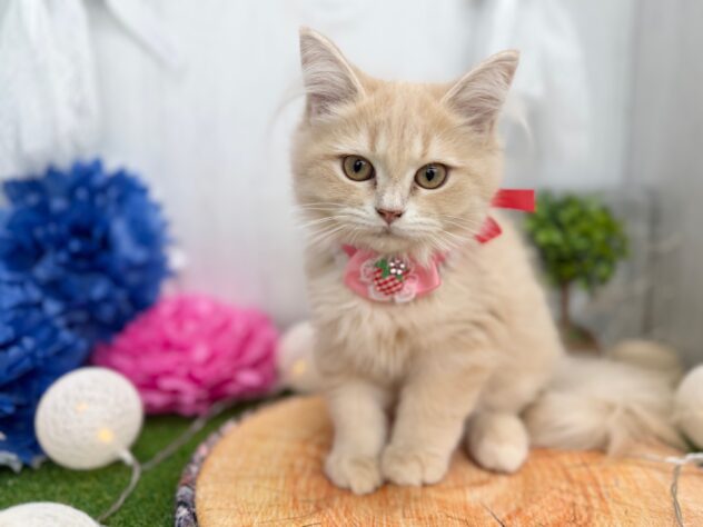 香川県のサイベリアン (ワンキャラット アミーゴ高松店/2025年9月1日生まれ/女の子/クリームタビー)の子猫の3枚目の画像