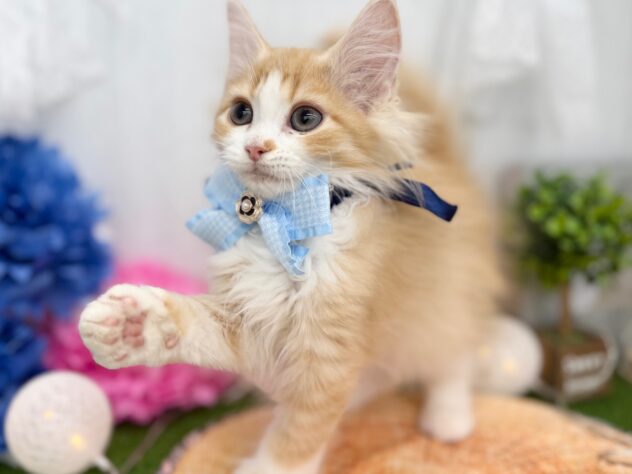 香川県のミヌエット (ワンキャラット アミーゴ高松店/2025年10月19日生まれ/男の子/レッドタビーホワイト)の子猫の2枚目の画像