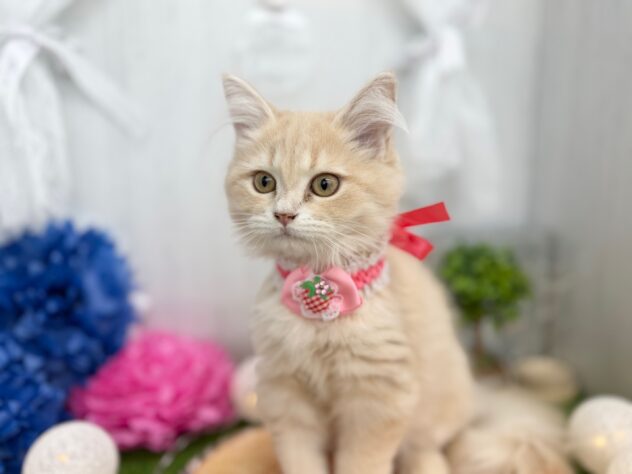 香川県のサイベリアン (ワンキャラット アミーゴ高松店/2025年9月1日生まれ/女の子/クリームタビー)の子猫の2枚目の画像