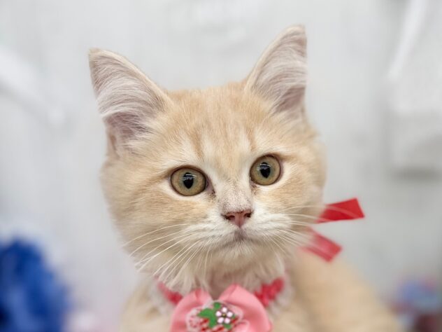 香川県のサイベリアン (ワンキャラット アミーゴ高松店/2025年9月1日生まれ/女の子/クリームタビー)の子猫の1枚目の画像
