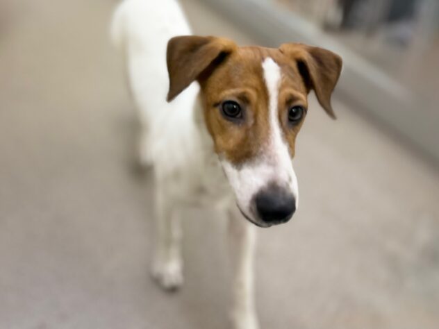 香川県のジャックラッセルテリア (ワンキャラット アミーゴ高松店/2025年5月19日生まれ/男の子/タンホワイト)の子犬の2枚目の画像