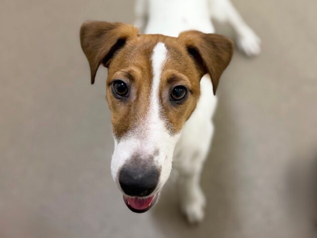 香川県のジャックラッセルテリア (ワンキャラット アミーゴ高松店/2025年5月19日生まれ/男の子/タンホワイト)の子犬の1枚目の画像