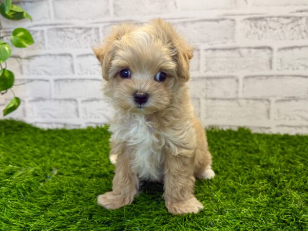 岡山県のハーフ犬・ミックス犬 (アミーゴ妹尾店/2025年11月19日生まれ/男の子/アプリコット)の子犬の1枚目の画像