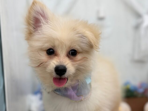 香川県のハーフ犬・ミックス犬 (ワンキャラット アミーゴ高松店/2025年10月24日生まれ/男の子/クリーム)の子犬の2枚目の画像