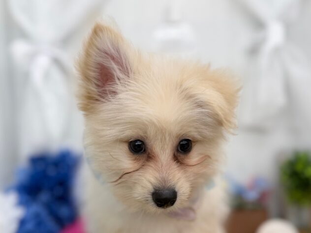 香川県のハーフ犬・ミックス犬 (ワンキャラット アミーゴ高松店/2025年10月24日生まれ/男の子/クリーム)の子犬の1枚目の画像