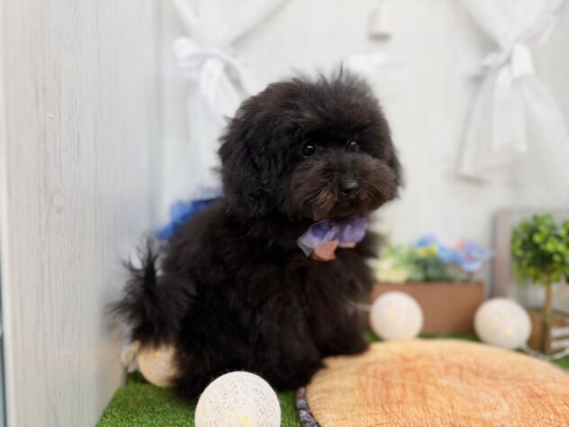 香川県のトイプードル(トイ) (ワンキャラット アミーゴ高松店/2025年9月17日生まれ/男の子/ブラック)の子犬の2枚目の画像
