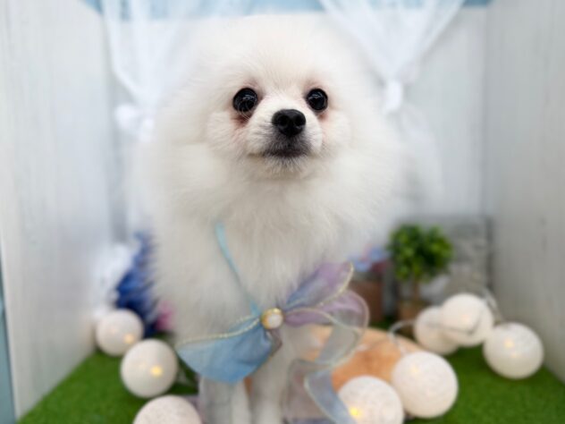 香川県のポメラニアン (ワンキャラット アミーゴ高松店/2025年7月31日生まれ/男の子/ホワイト)の子犬の2枚目の画像