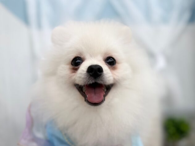 香川県のポメラニアン (ワンキャラット アミーゴ高松店/2025年7月31日生まれ/男の子/ホワイト)の子犬の1枚目の画像