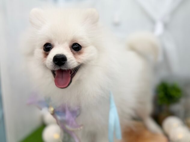 香川県のポメラニアン (ワンキャラット アミーゴ高松店/2025年7月31日生まれ/男の子/ホワイト)の子犬の3枚目の画像