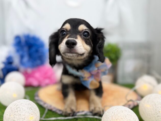 香川県のハーフ犬・ミックス犬 (ワンキャラット アミーゴ高松店/2025年10月15日生まれ/男の子/ブラッククリーム)の子犬の2枚目の画像