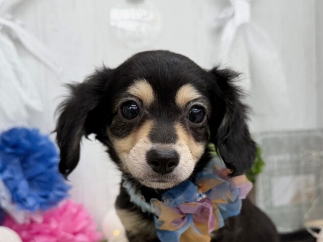 香川県のハーフ犬・ミックス犬 (ワンキャラット アミーゴ高松店/2025年10月15日生まれ/男の子/ブラッククリーム)の子犬の1枚目の画像