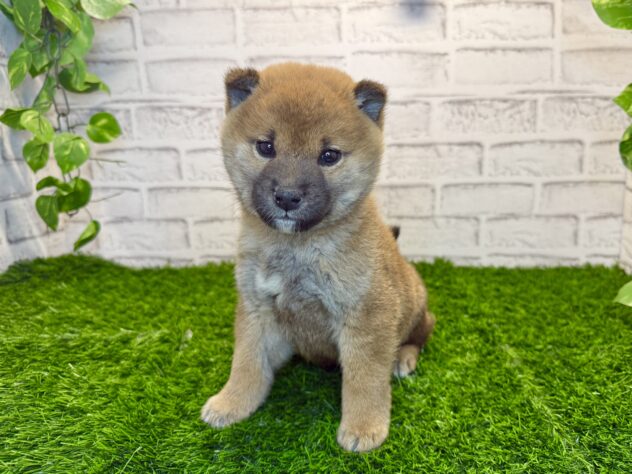 岡山県の柴犬(標準サイズ) (アミーゴ妹尾店/2025年11月20日生まれ/男の子/赤)の子犬の1枚目の画像