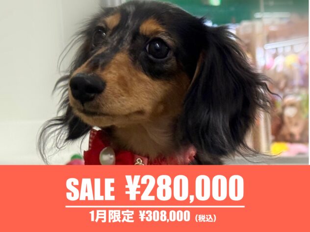 広島県のカニンヘンダックスフンド(ロング) (アミーゴ東深津店/2025年5月24日生まれ/女の子/シルバーダップル)の子犬の1枚目の画像