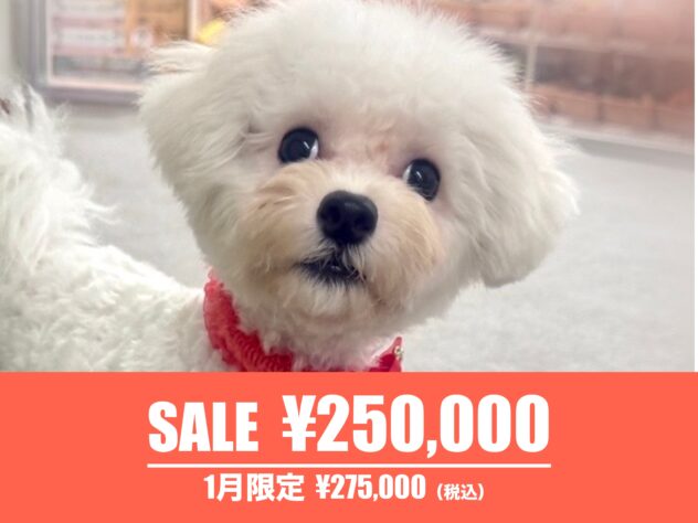 広島県のビションフリーゼ (アミーゴ東深津店/2025年5月9日生まれ/女の子/ホワイト)の子犬の1枚目の画像