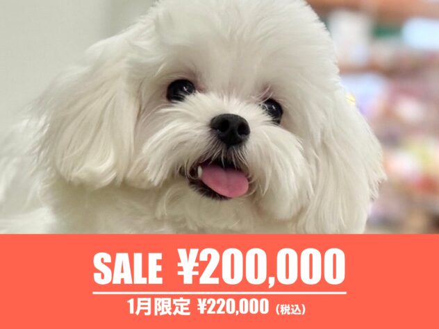 広島県のマルチーズ (アミーゴ東深津店/2025年3月30日生まれ/女の子/ホワイト)の子犬の1枚目の画像