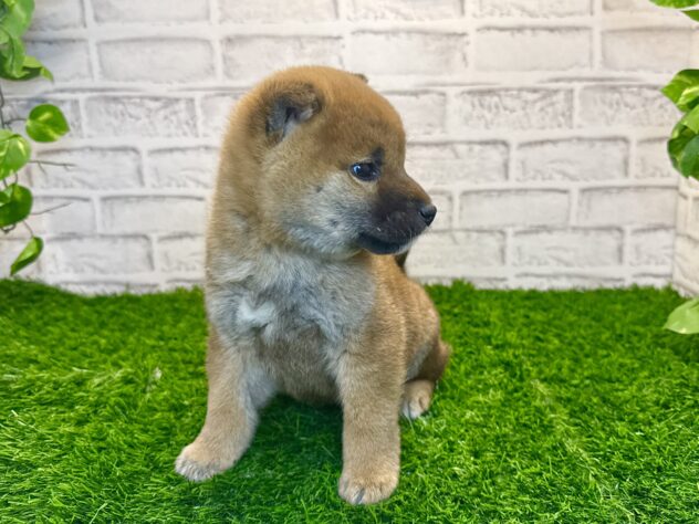 岡山県の柴犬(標準サイズ) (アミーゴ妹尾店/2025年11月20日生まれ/男の子/赤)の子犬の2枚目の画像