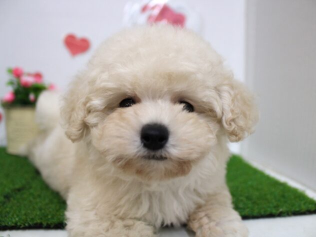 兵庫県のトイプードル(トイ) (ペット・プラザ アミーゴ尼崎昭和通店/2025年11月16日生まれ/男の子/ホワイト)の子犬の4枚目の画像