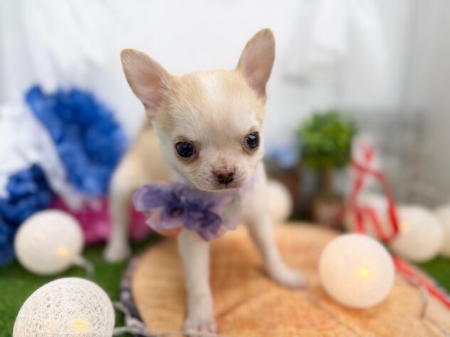 香川県のチワワ(ロング) (ワンキャラット アミーゴ高松店/2025年11月21日生まれ/男の子/クリームホワイト)の子犬の2枚目の画像