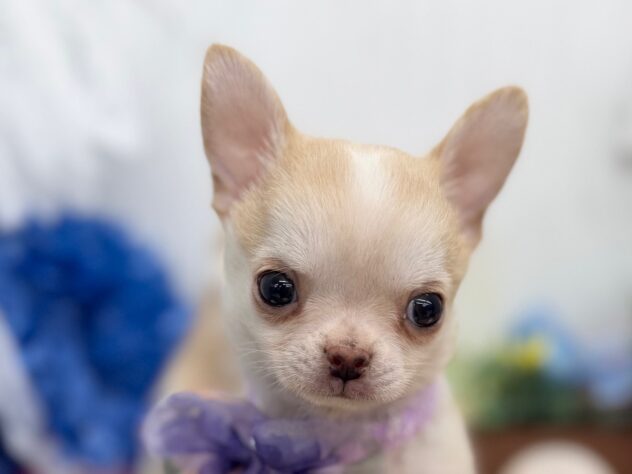 香川県のチワワ(ロング) (ワンキャラット アミーゴ高松店/2025年11月21日生まれ/男の子/クリームホワイト)の子犬の1枚目の画像