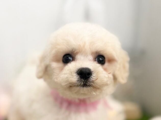 香川県のビションフリーゼ (ワンキャラット アミーゴ高松店/2025年11月15日生まれ/女の子/ホワイト)の子犬の1枚目の画像