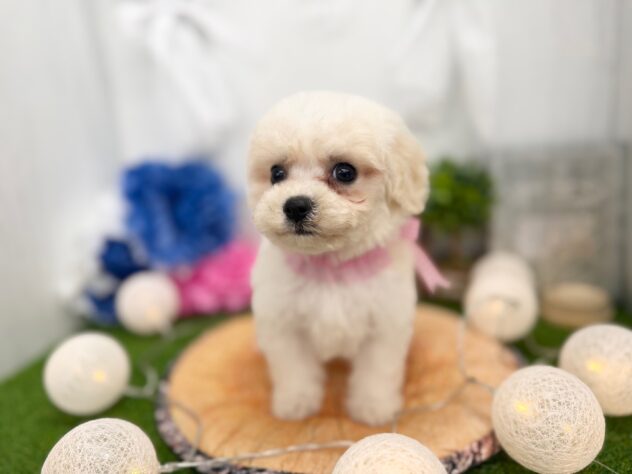 香川県のビションフリーゼ (ワンキャラット アミーゴ高松店/2025年11月15日生まれ/女の子/ホワイト)の子犬の3枚目の画像