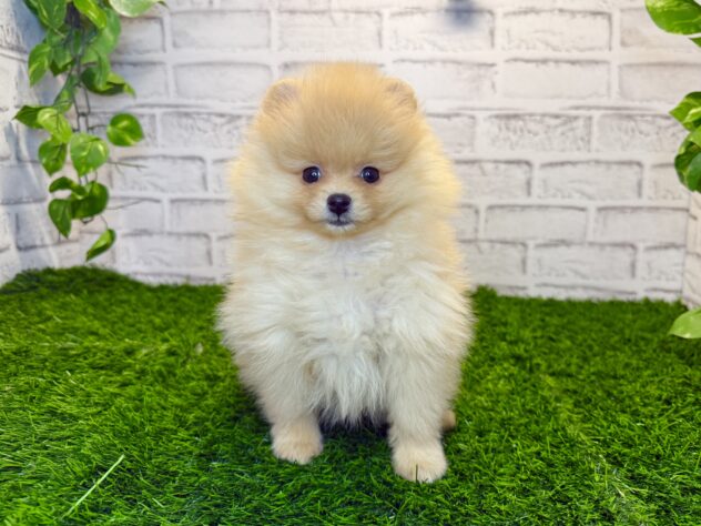 岡山県のポメラニアン (アミーゴ妹尾店/2025年11月19日生まれ/女の子/クリーム)の子犬の1枚目の画像