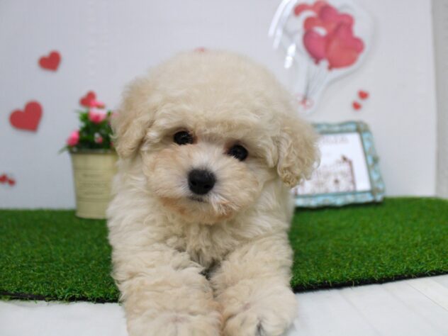 兵庫県のトイプードル(トイ) (ペット・プラザ アミーゴ尼崎昭和通店/2025年11月16日生まれ/男の子/ホワイト)の子犬の3枚目の画像