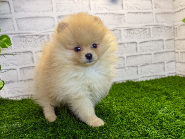 岡山県のポメラニアン (アミーゴ妹尾店/2025年11月19日生まれ/女の子/クリーム)の子犬の2枚目の画像