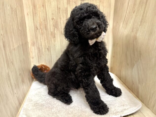 広島県のスタンダードプードル (アミーゴ東深津店/2025年11月10日生まれ/女の子/グレー)の子犬の4枚目の画像