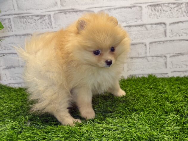 岡山県のポメラニアン (アミーゴ妹尾店/2025年11月19日生まれ/女の子/クリーム)の子犬の3枚目の画像