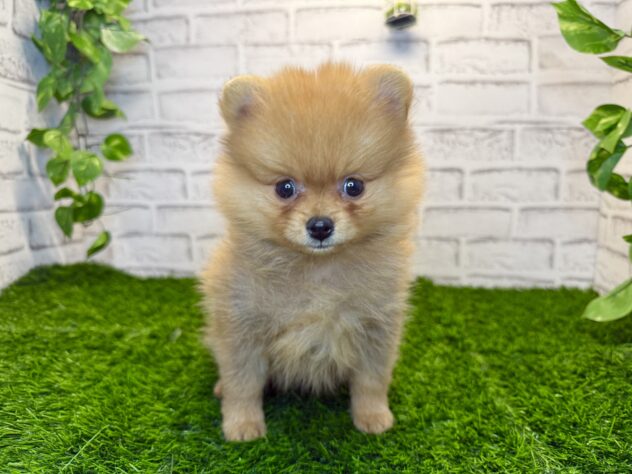 岡山県のポメラニアン (アミーゴ妹尾店/2025年11月19日生まれ/男の子/オレンジ)の子犬の1枚目の画像