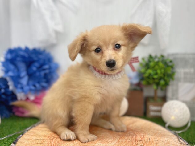 香川県のハーフ犬・ミックス犬 (ワンキャラット アミーゴ高松店/2025年11月21日生まれ/女の子/ゴールド)の子犬の3枚目の画像