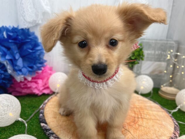 香川県のハーフ犬・ミックス犬 (ワンキャラット アミーゴ高松店/2025年11月21日生まれ/女の子/ゴールド)の子犬の2枚目の画像