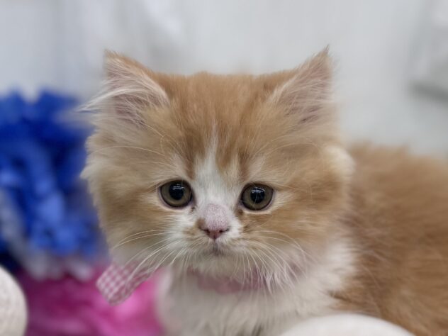 香川県のミヌエット (ワンキャラット アミーゴ高松店/2025年11月3日生まれ/女の子/レッドタビーホワイト)の子猫の1枚目の画像